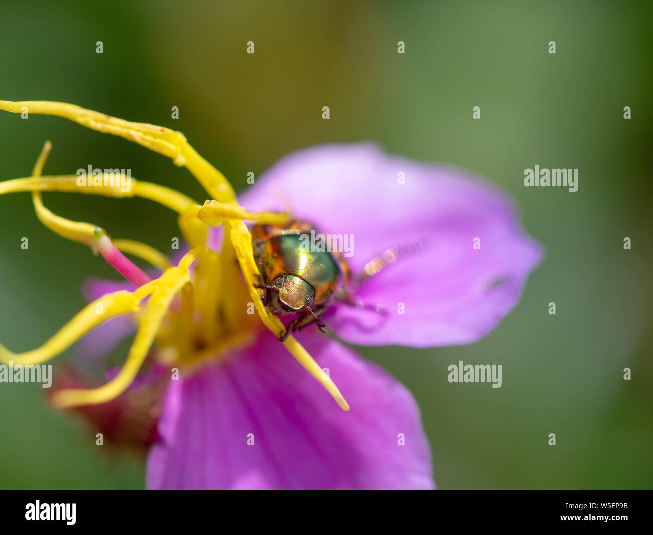Green insect on purple flowers,Osbeckia stellata Buch.-Ham, Indian Rhododendron Stock Photo