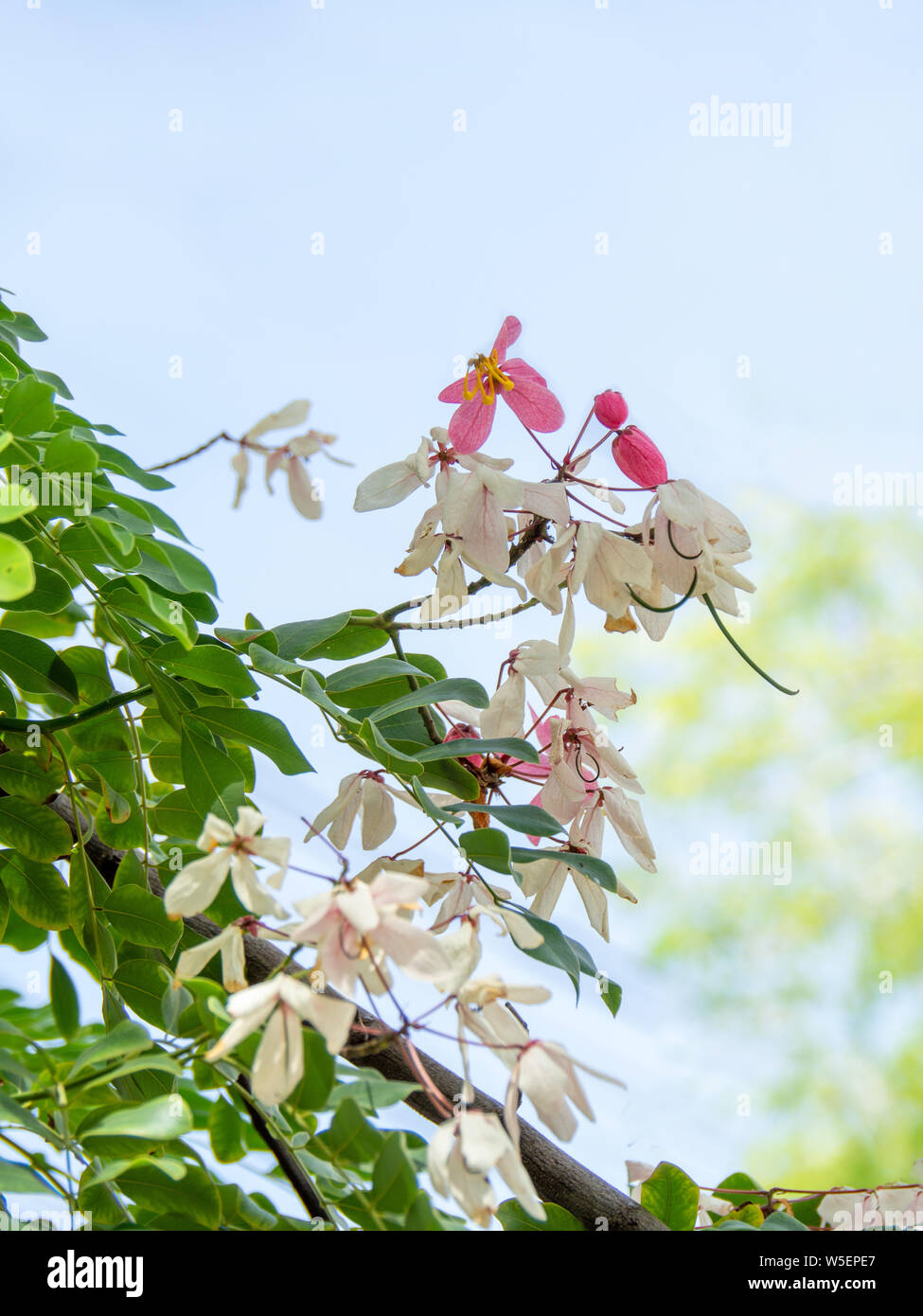 Flowers of Cassia bakeriana or common name Horse Cassia , Pink Cassia , Pink Shower or Wishing Tree. Flowering plants in the legume family usually fou Stock Photo