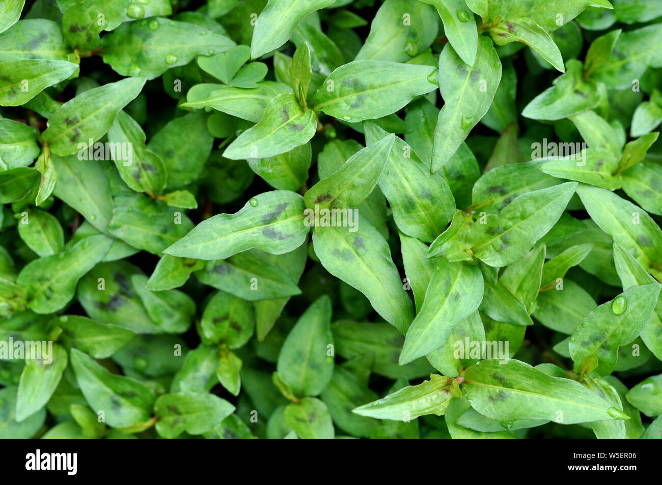 top view of Vietnamese mint trees in garden Stock Photo Alamy