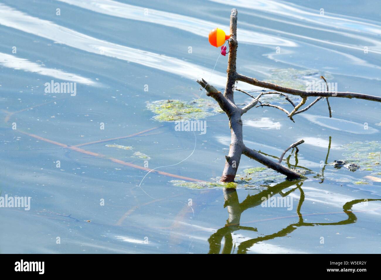 Fishing line and fishing bobber float left strung around tree branch in lake endangering wild waterfowl Stock Photo