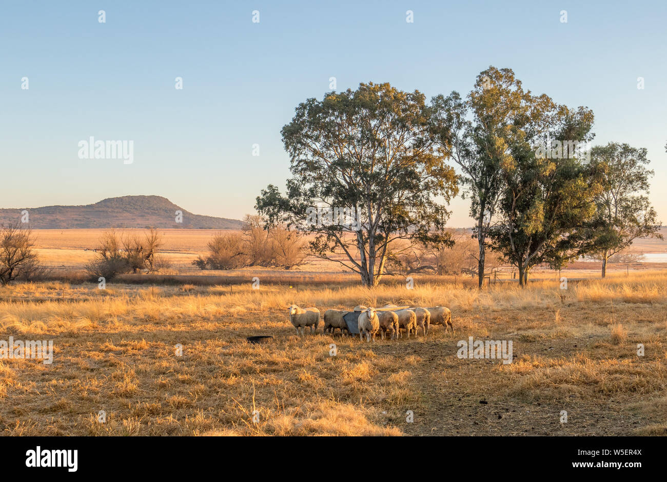 Winter landscape with sheep in kwaZulu-Natal province of South Africa image in landscape format Stock Photo