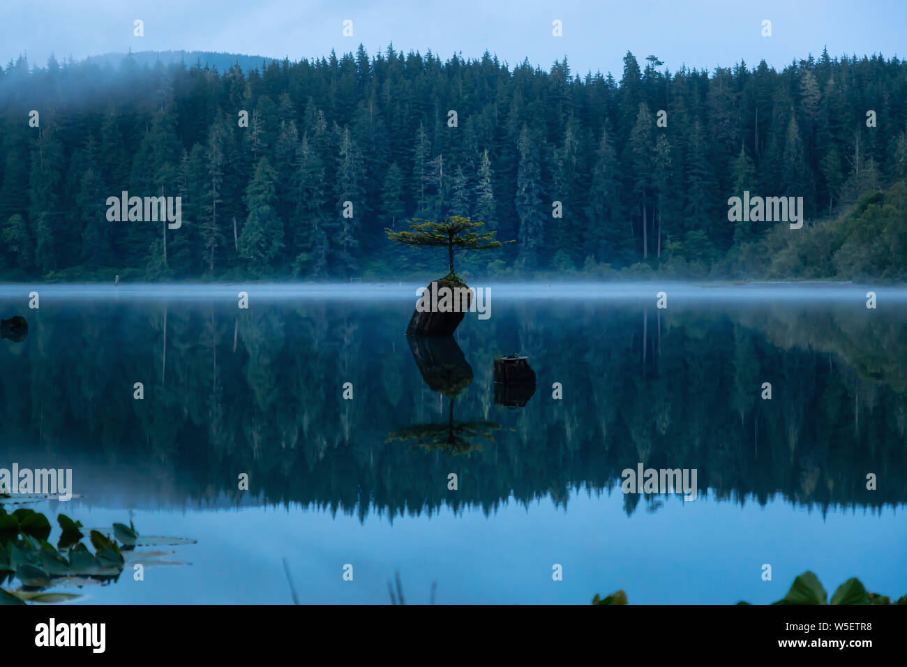 Iconic Bonsai Tree at the Fairy Lake during a misty summer sunrise. Taken  near Port Renfrew, Vancouver Island, British Columbia, Canada Stock Photo -  Alamy
