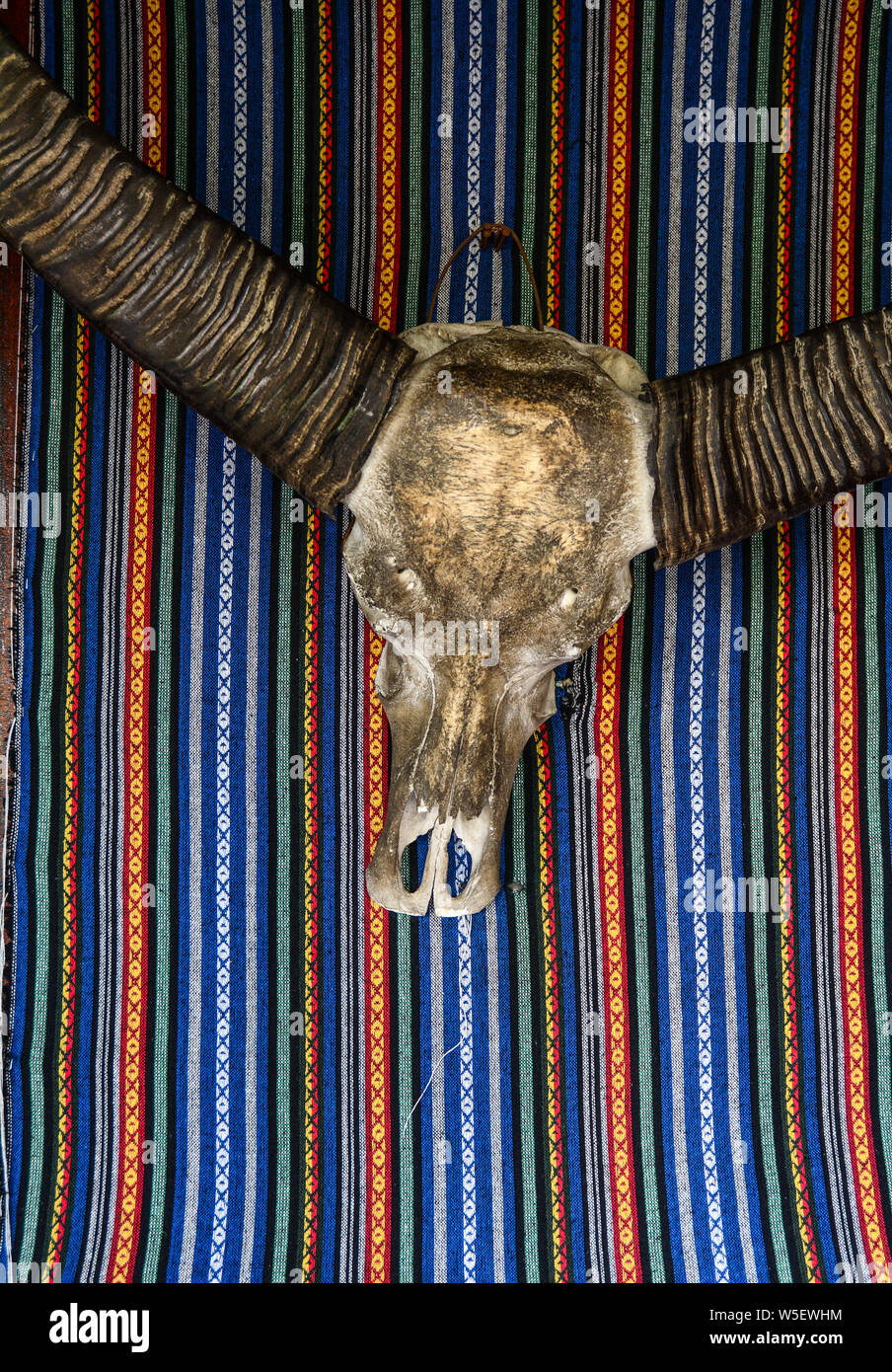 Head Skull Of Bull For Decoration At Ancient Palace In Nanning