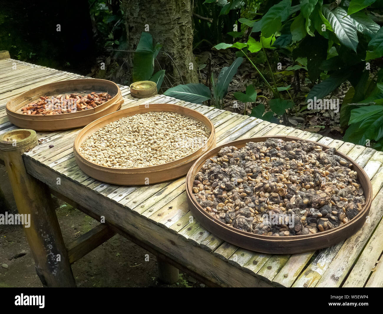 trays of raw coffee beans on a table at a coffee shop in bali Stock Photo
