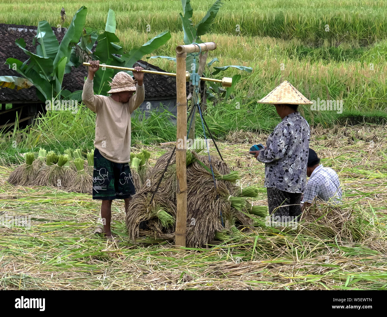 JATILUWIH, INDONESIA JUNE, 16 2017 close up of workers weighing rice