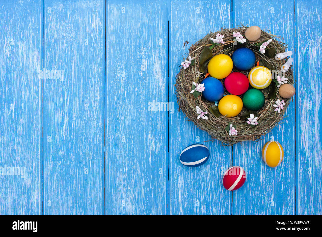Easter chicken colorful eggs lie in a nest on a wooden blue background ...