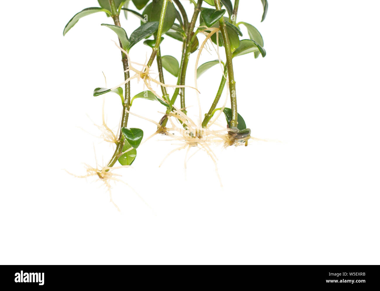 The root system of the home flower nematantus, goldfish, white ...