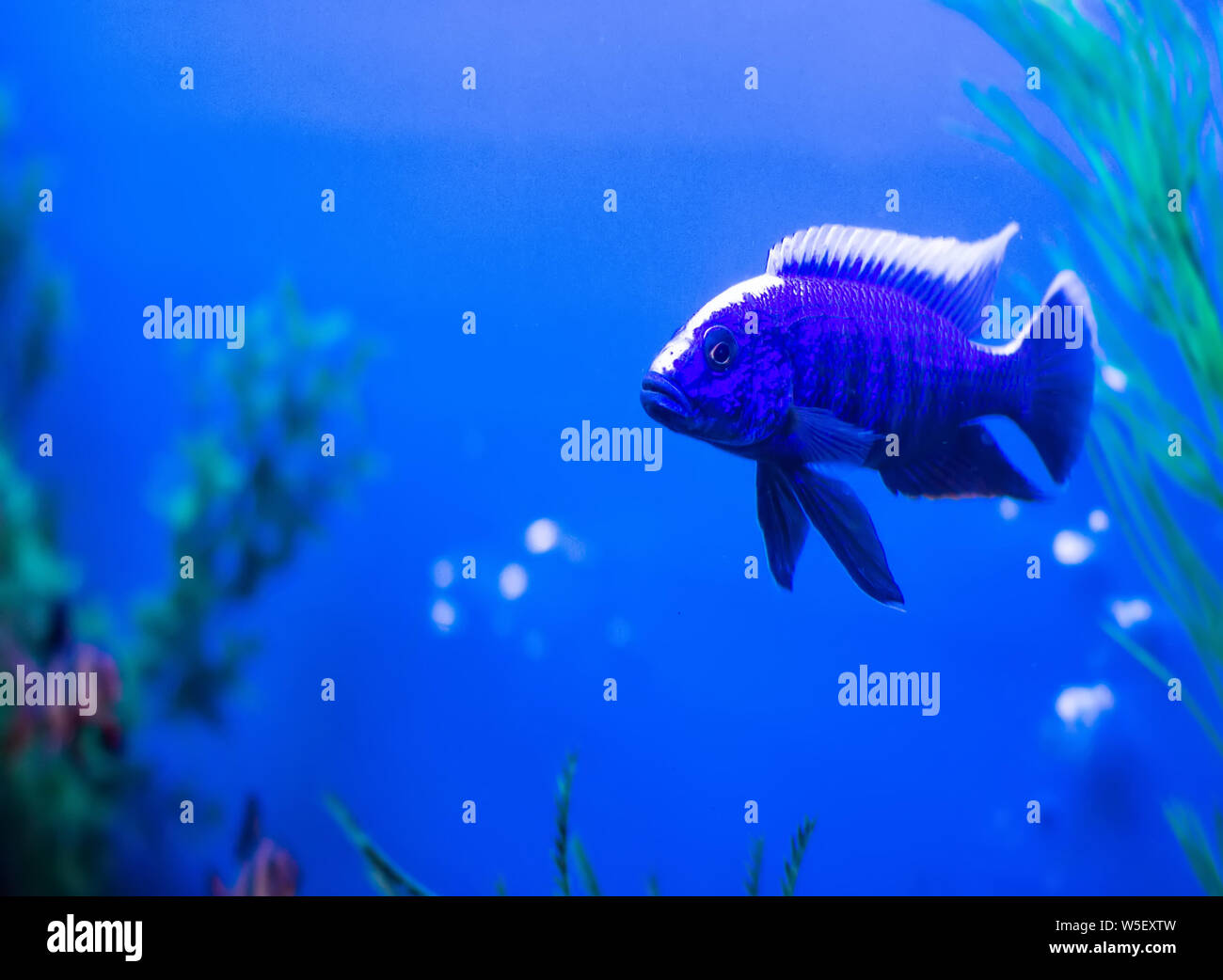 Blue fish with white stripe Queen Nyasa in aquarium, Aulonocara nyassae Stock Photo