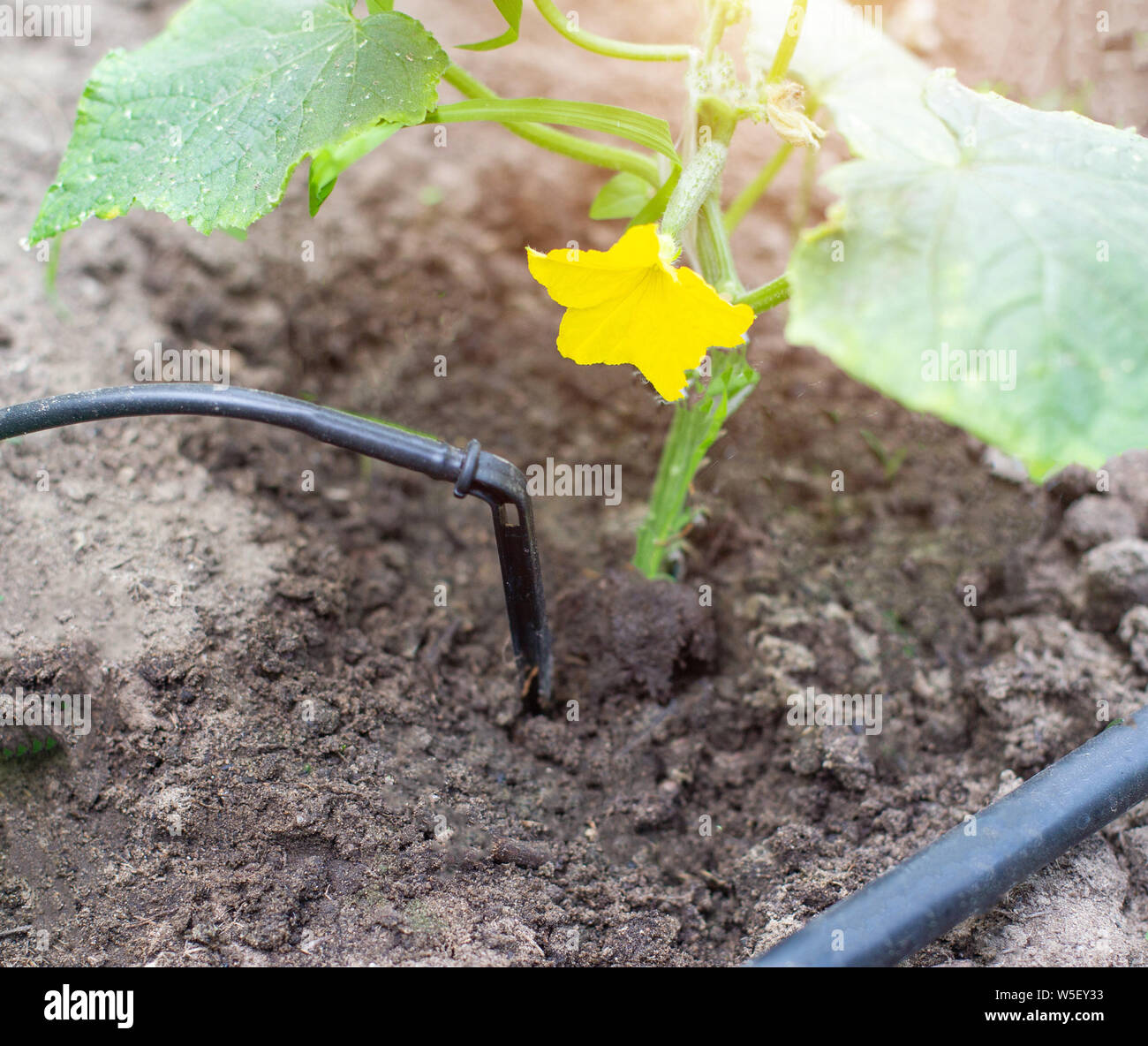 Plants get water using modern irrigation system drip irrigation