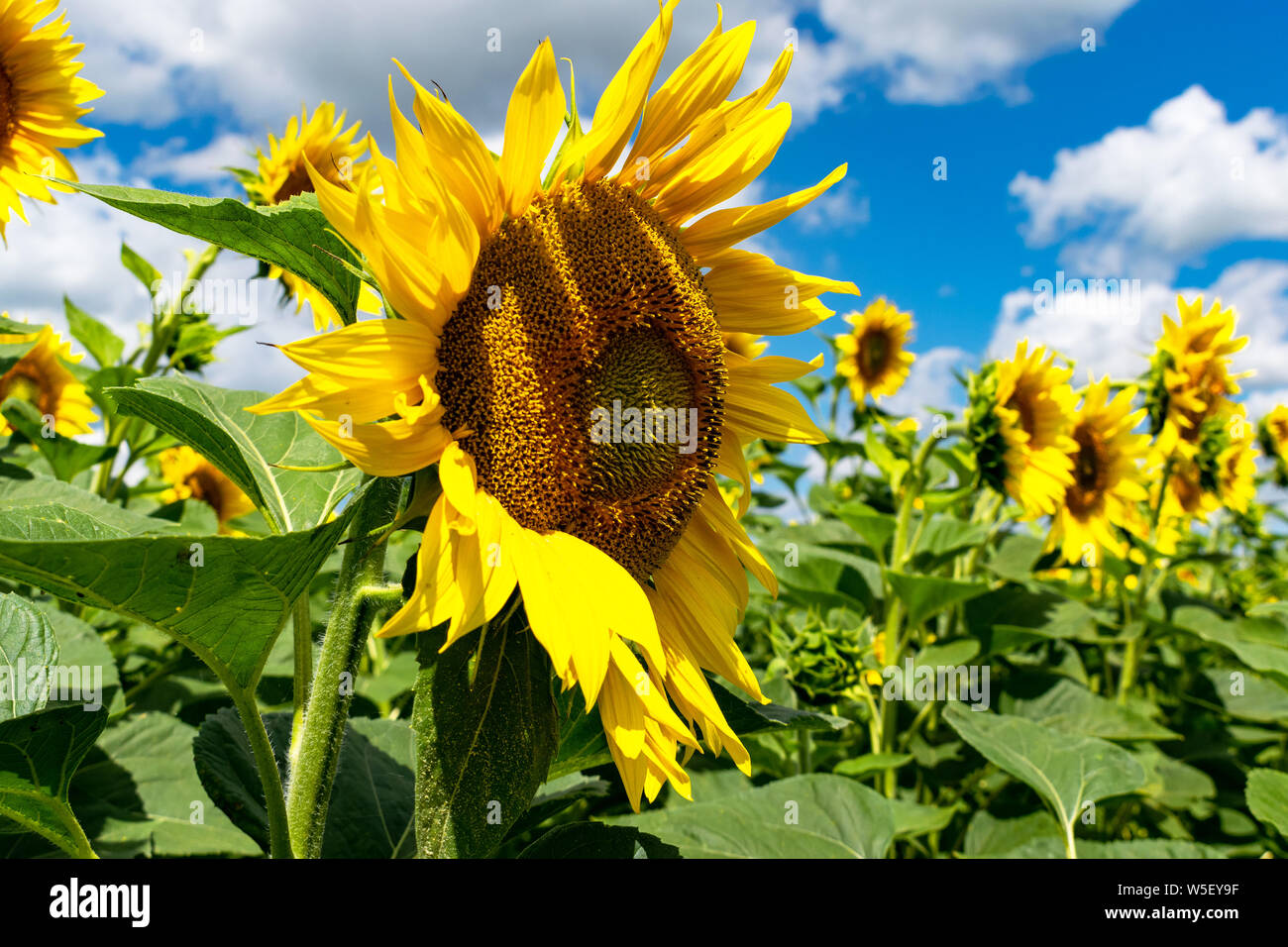 Blooming sunflowers on the field on a sunny summer day Stock Photo - Alamy