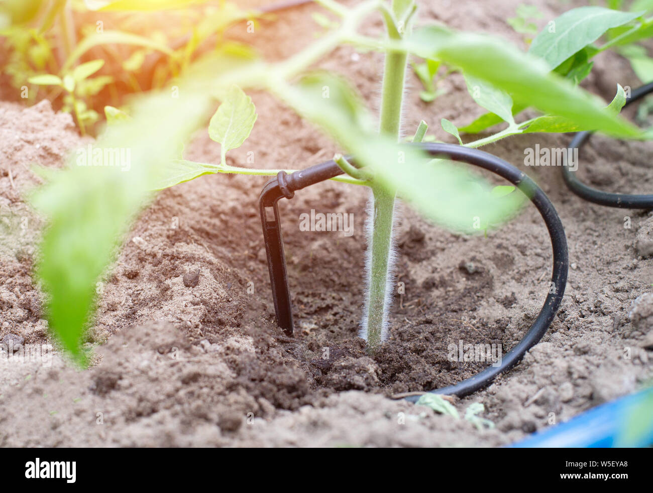 Plants Get Water Using Modern Irrigation System Drip Irrigation Watering Cucumber Plants 8643