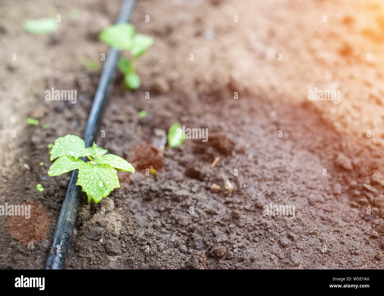 Plants get water using modern irrigation system drip irrigation