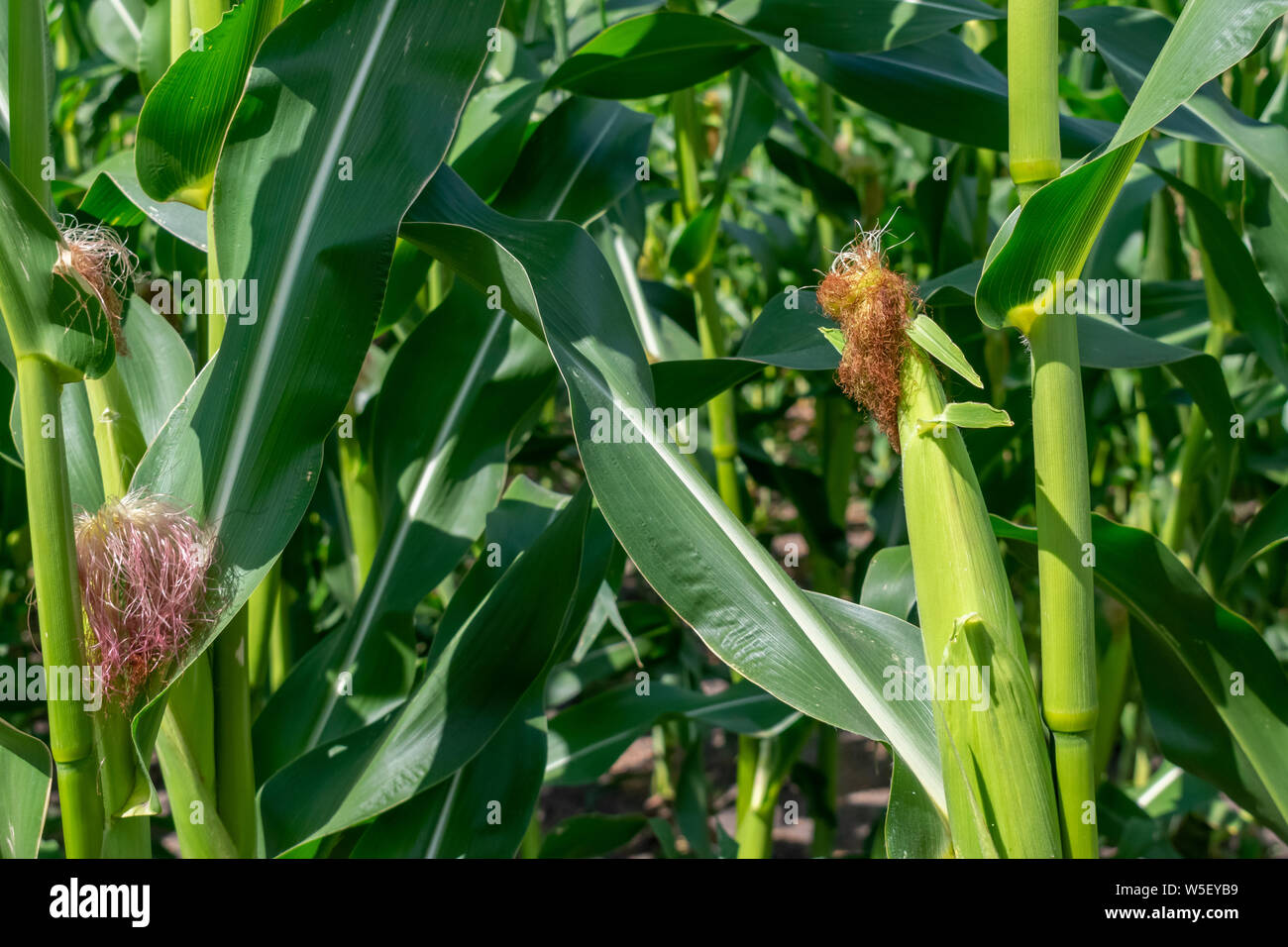 Green corn growing on the field on a sunny day Stock Photo - Alamy