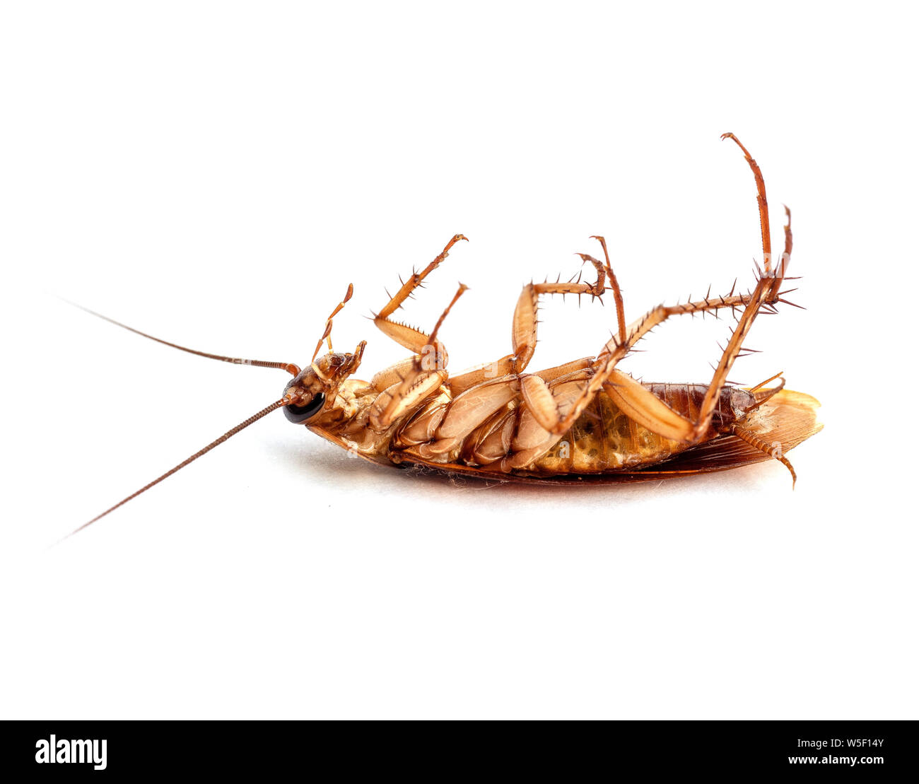 Dead cockroaches isolated on white background. Animals with germs and dirt  Stock Photo - Alamy