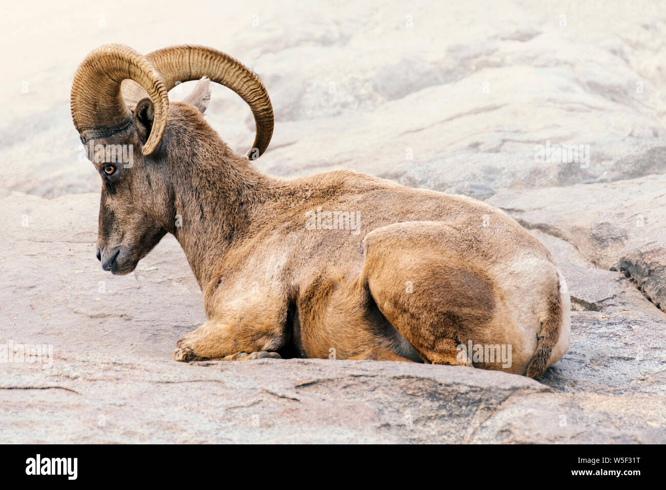 Mature male ram big horn sheep flying on rock outdoors Stock Photo