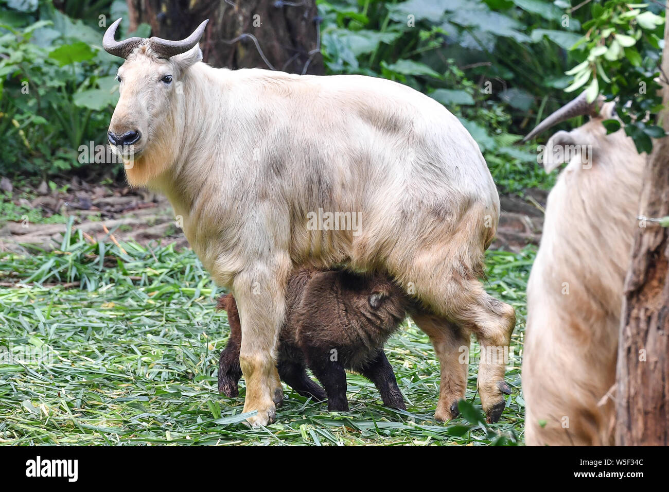 Takin Rearing The golden takin babies, the latest offspring of the herd of the ...