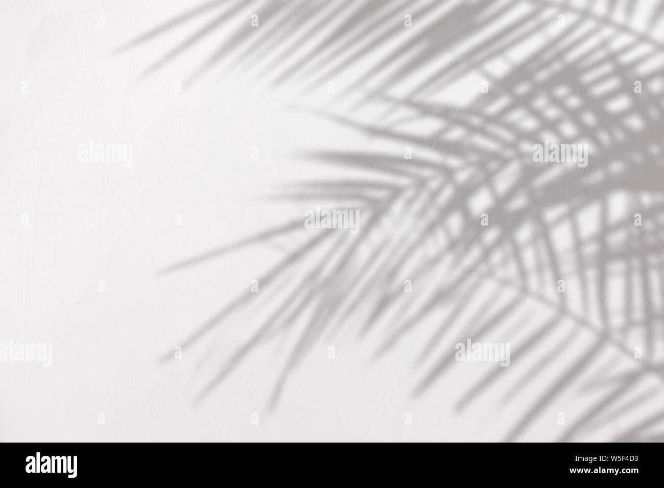 Gray shadow of natural palm leaves on a white concrete textured wall ...