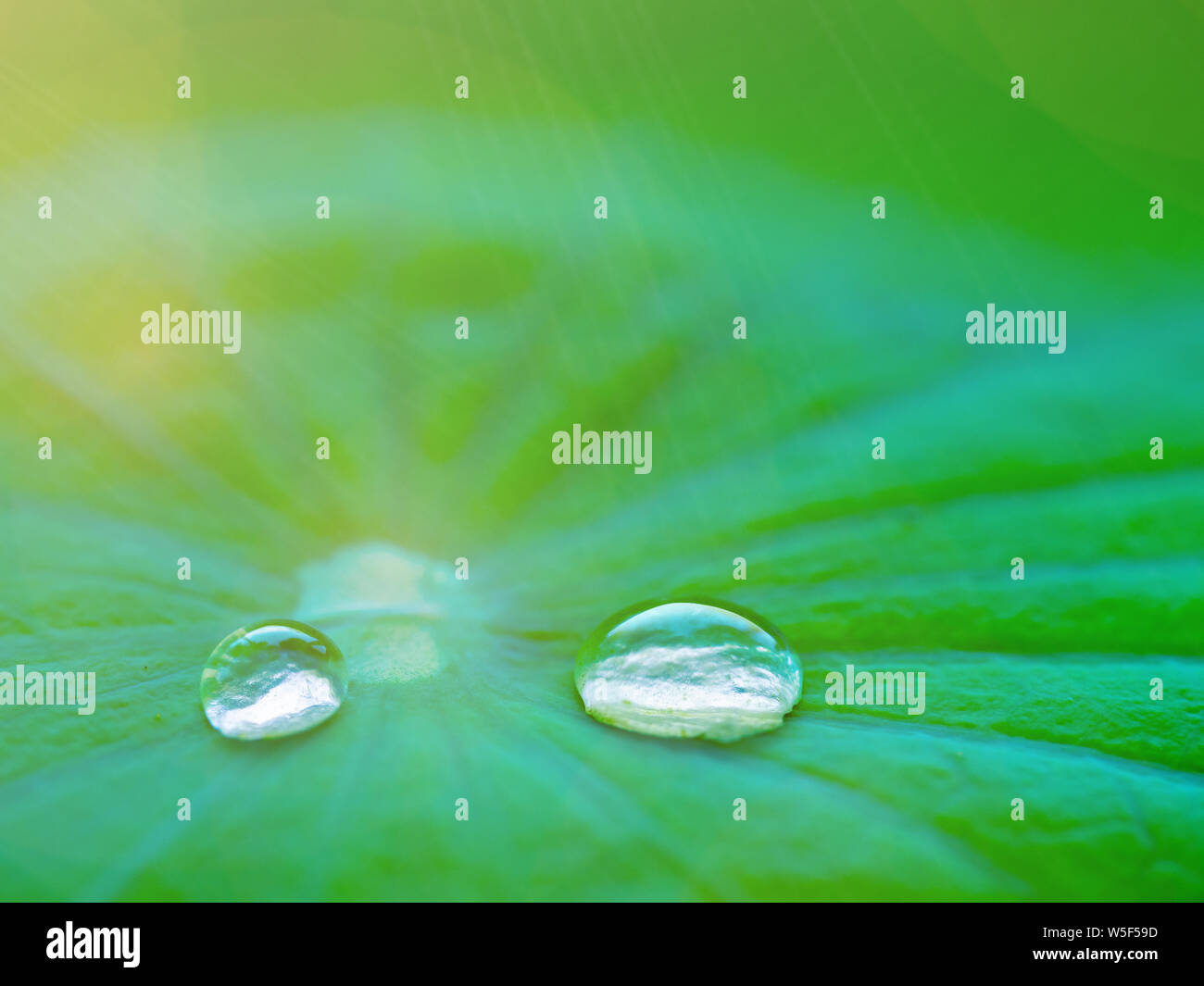 Water drop on lotus leaves hi-res stock photography and images - Alamy