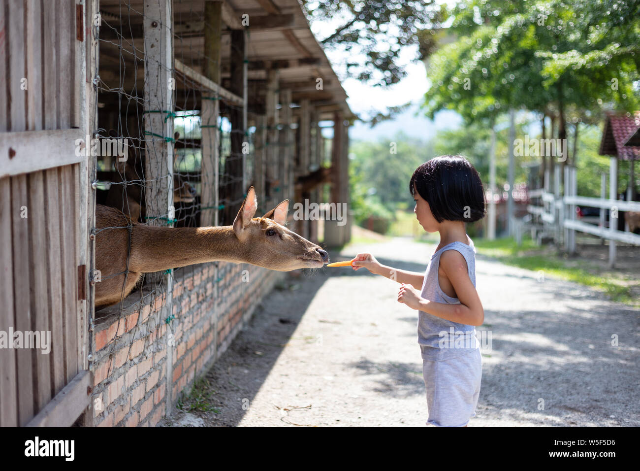 Asian Little Chinese Girl Feeding deer with Carrot in the Outdoor Farm ...