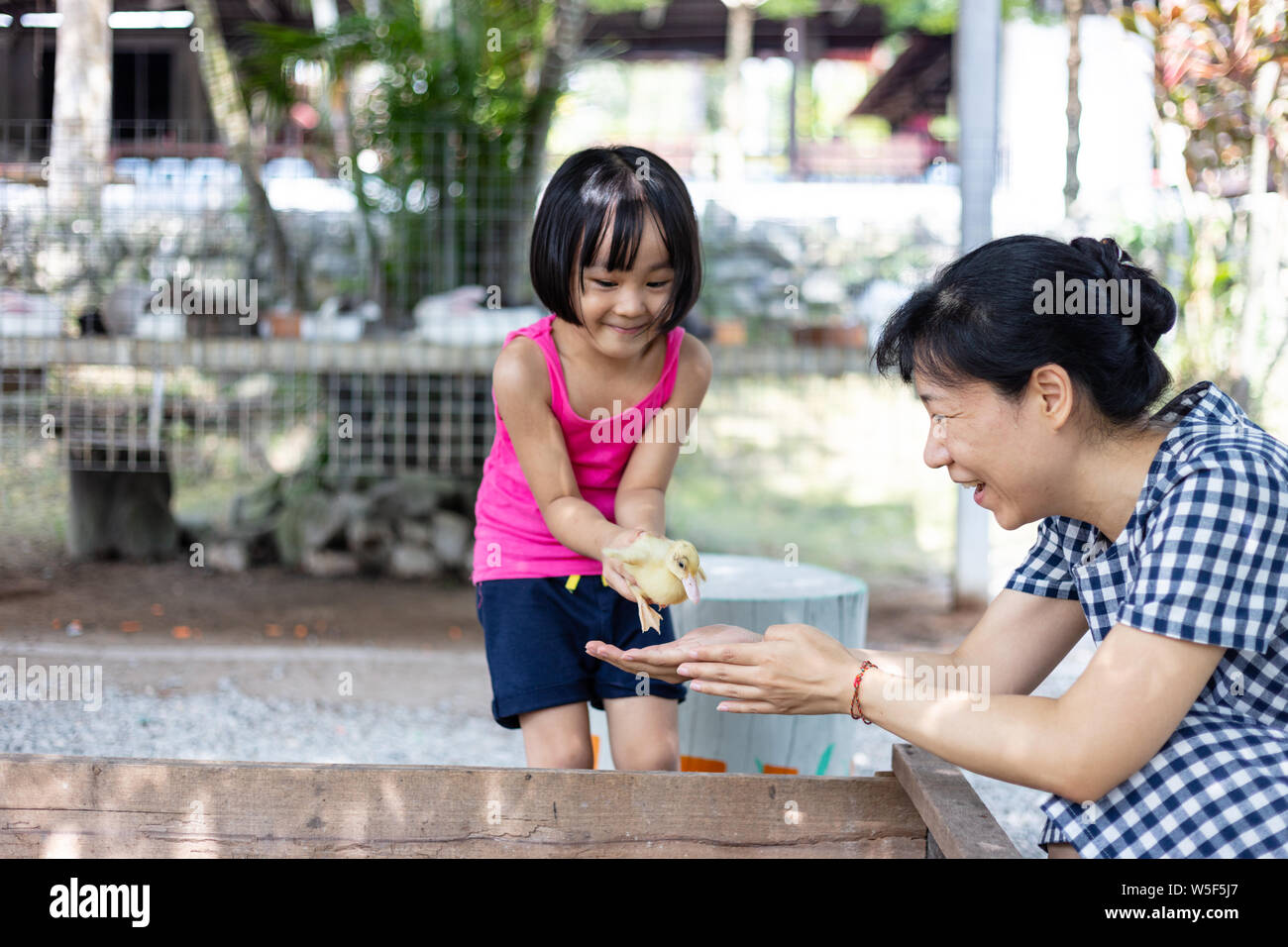 Asian Little Chinese Girl and mother playing wirh duck in the Outdoor Farm Stock Photo