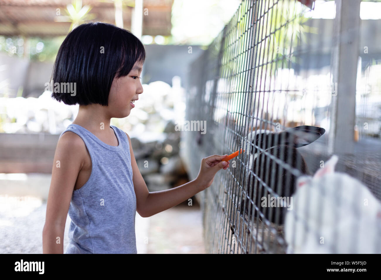 Asian Little Chinese Girl Feeding Rabbits with Carrot in the Outdoor ...