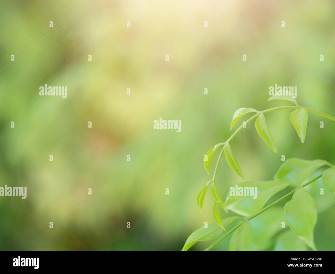 Close up nature view of green leaf on blurred greenery background in ...