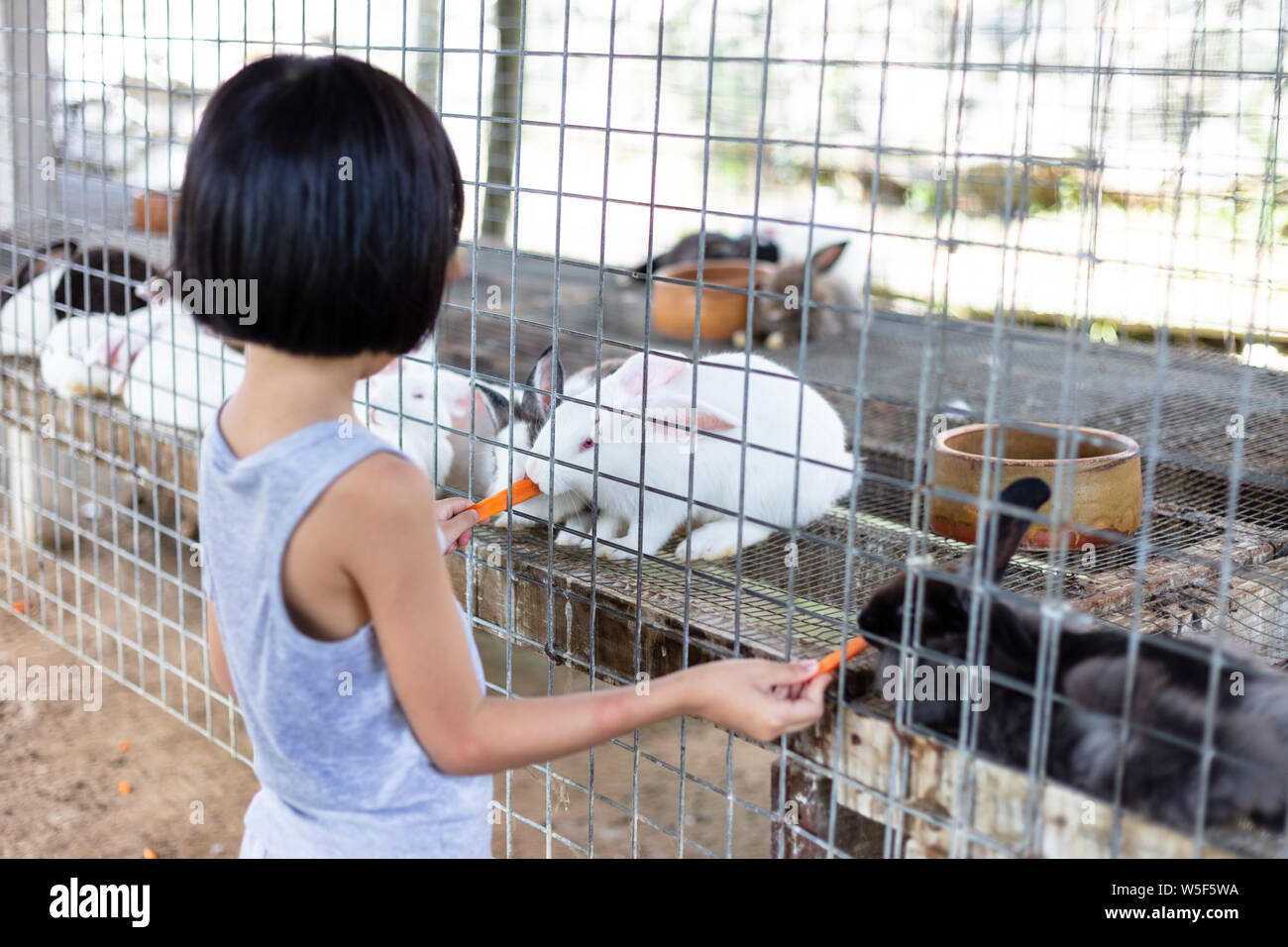 Asian Little Chinese Girl Feeding Rabbits with Carrot in the Outdoor ...