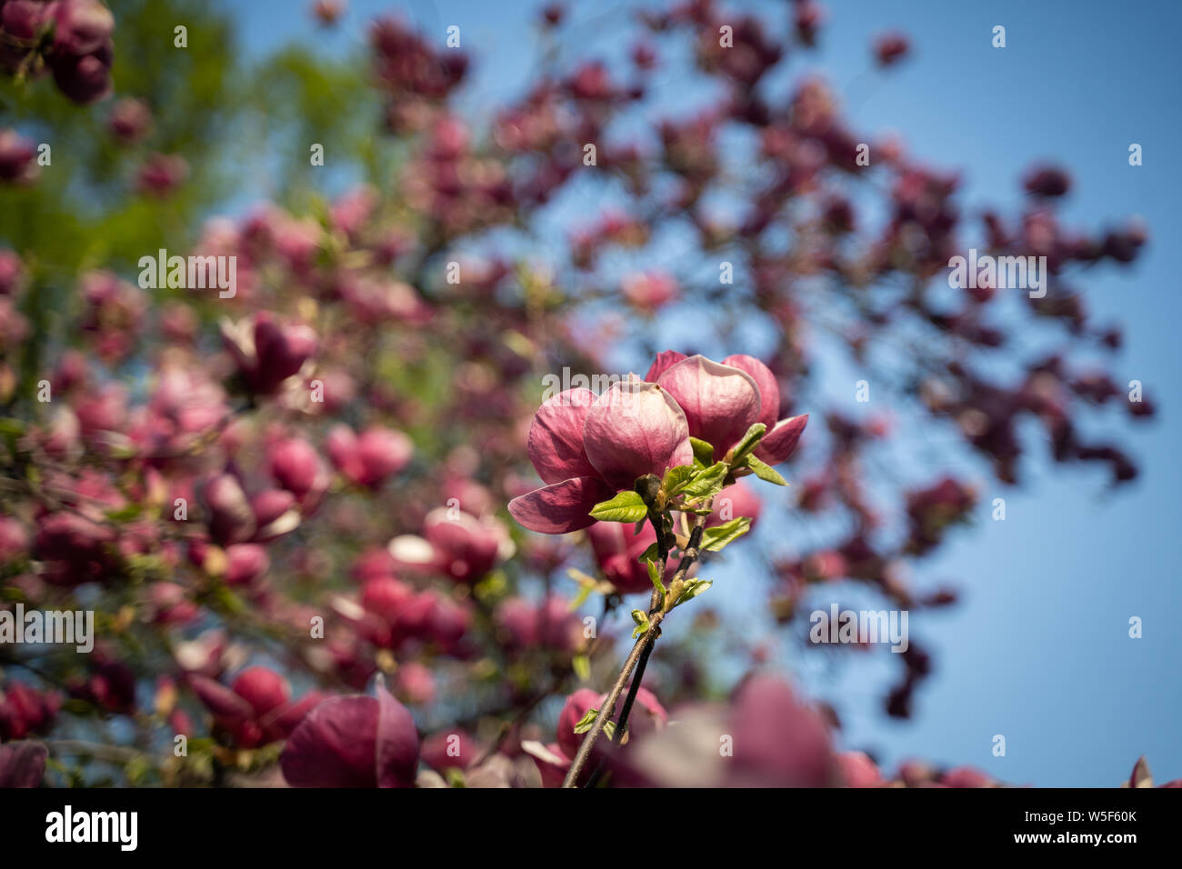 Flowers of pink magnolia. Magnolia tree blossom Stock Photo - Alamy