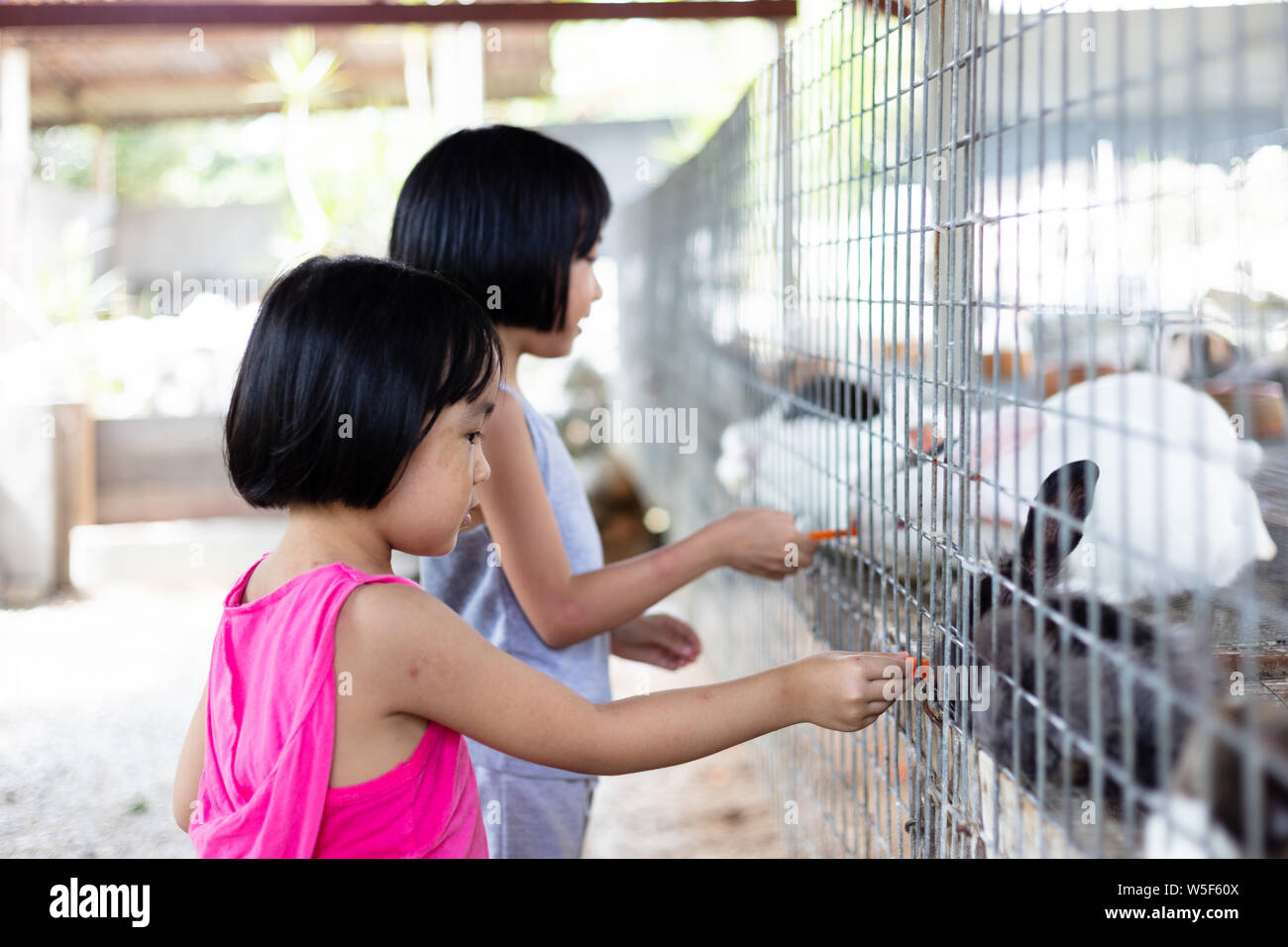 Asian Little Chinese Sisters Feeding Rabbits with Carrot in the Outdoor ...