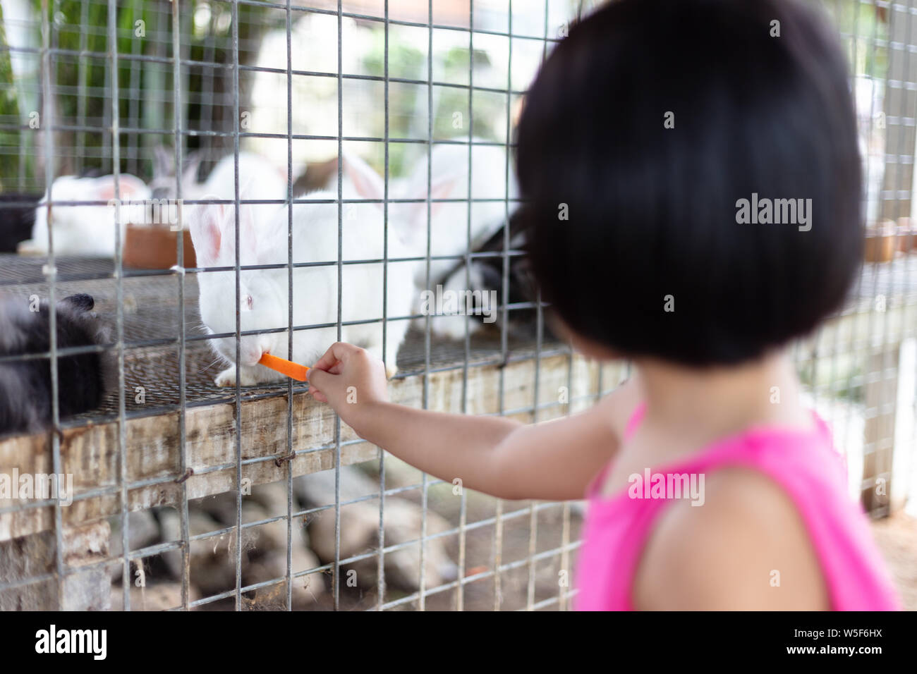 Asian Little Chinese Girl Feeding Rabbits with Carrot in the Outdoor ...