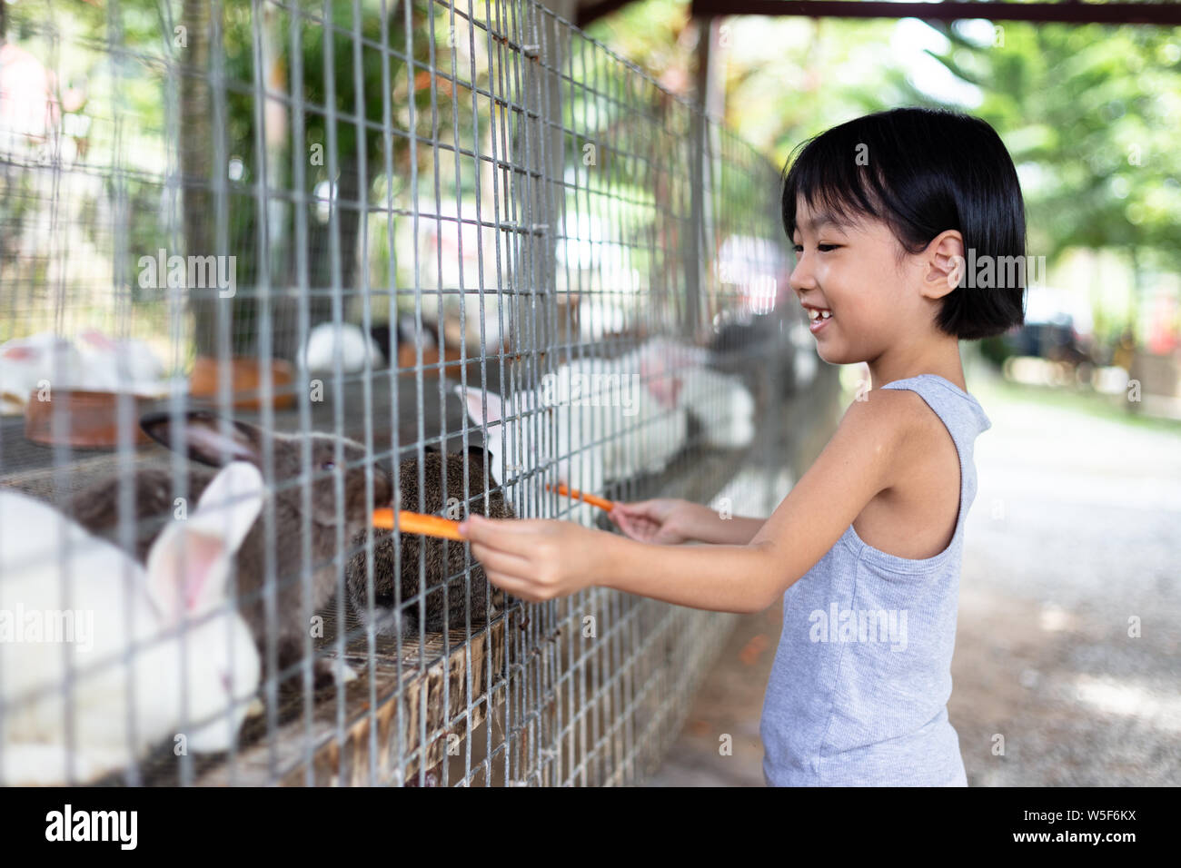 Asian Little Chinese Girl Feeding Rabbits with Carrot in the Outdoor ...
