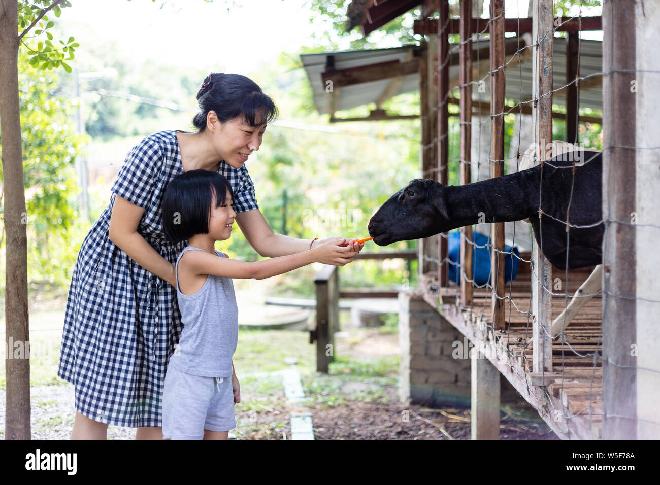 Asian Little Chinese Girl and mother feeding a goat with Carrot in the ...