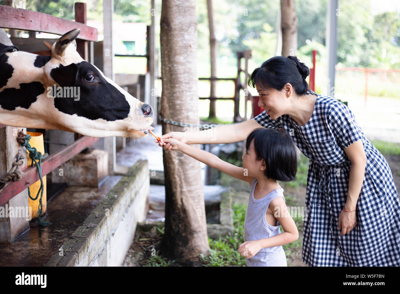 Asian Little Chinese Girl and mother feeding a cow with Carrot in the ...