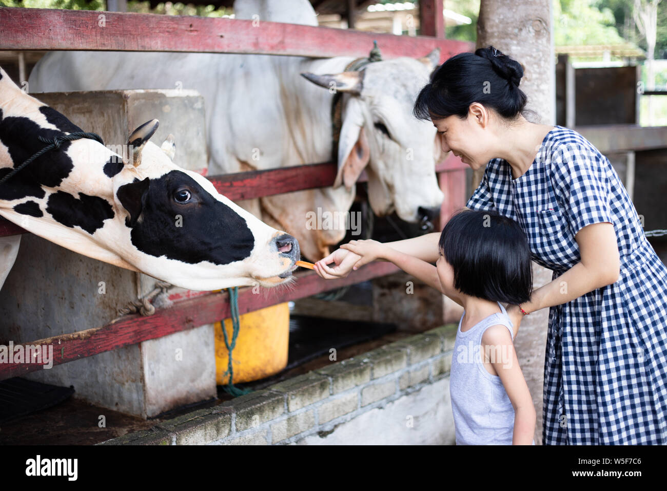 Asian Little Chinese Girl and mother feeding a cow with Carrot in the Outdoor Farm Stock Photo