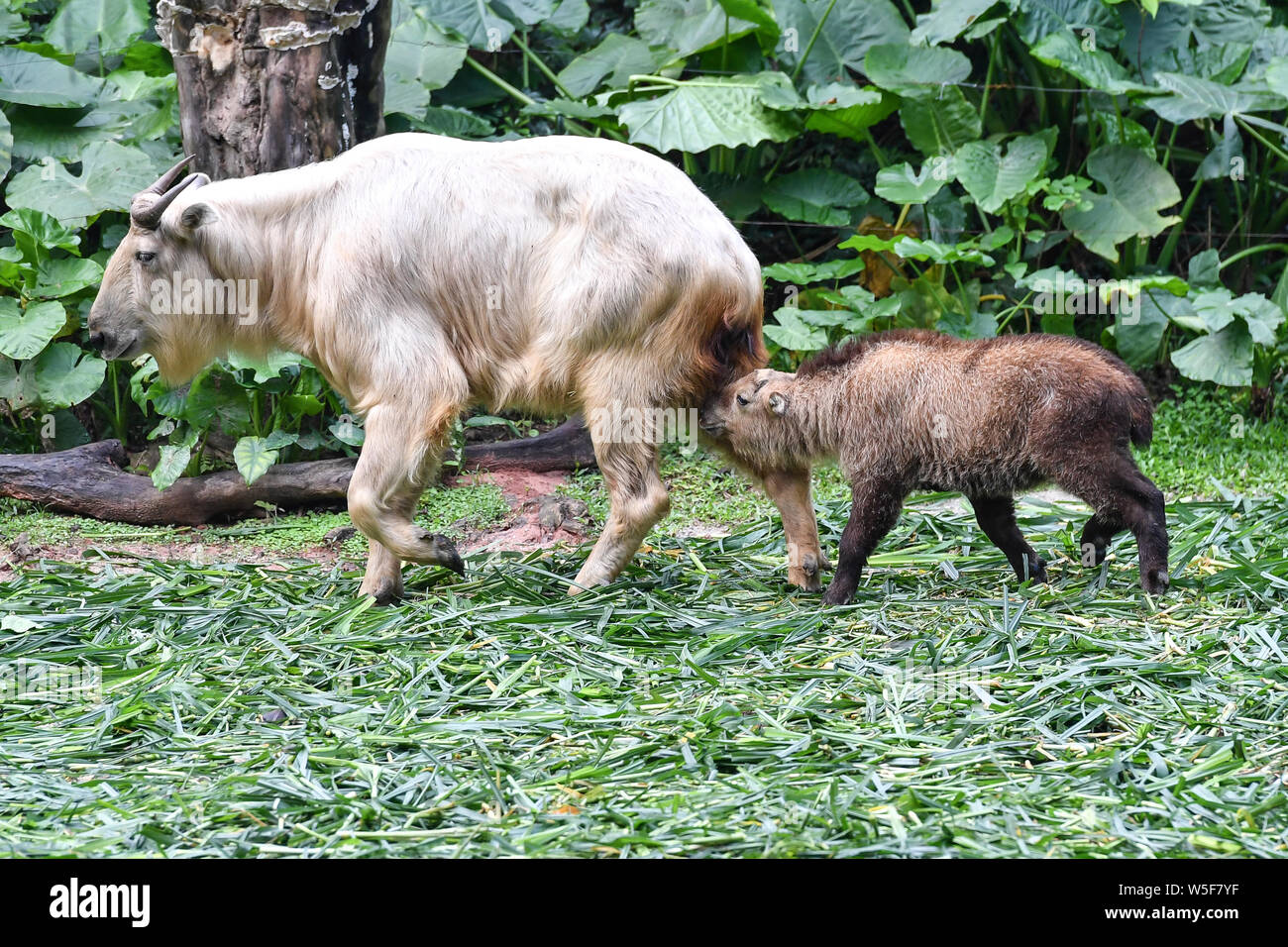 Takin Rearing The golden takin babies, the latest offspring of the herd of the ...