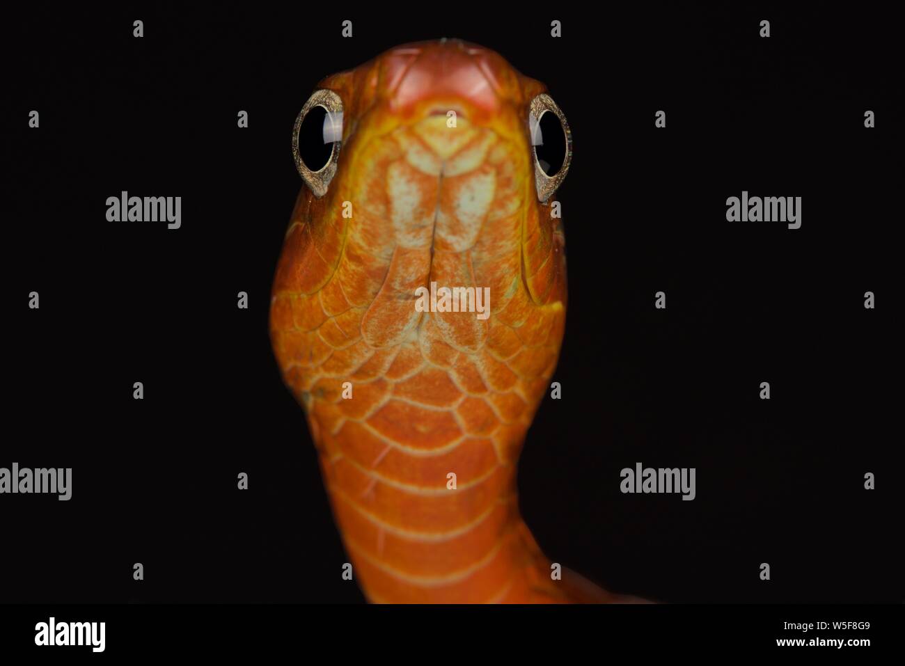 Smooth machete snake (Chironius scurrulus Stock Photo Alamy