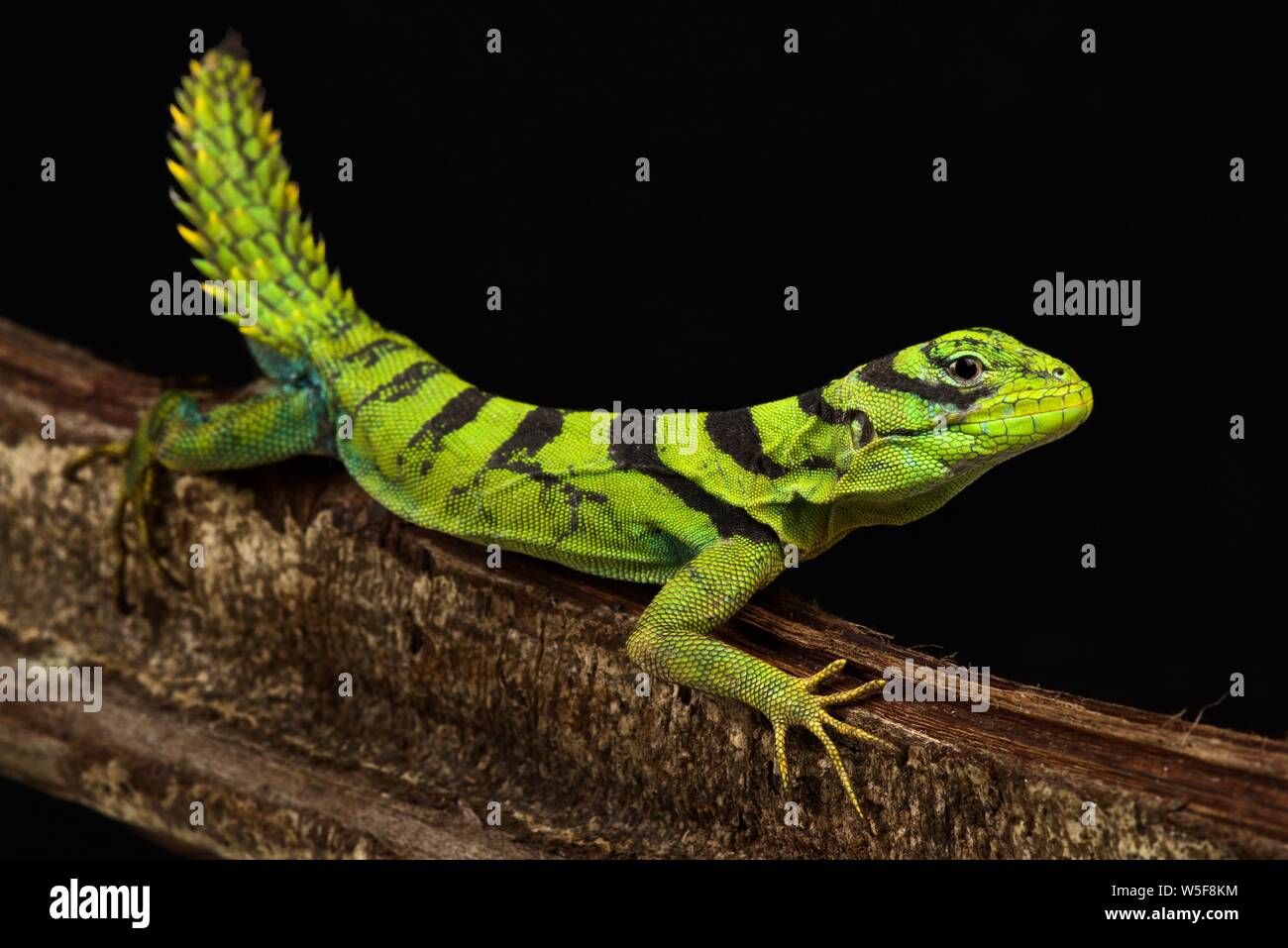 Green thornytail iguana (Uracentron azureum Stock Photo - Alamy