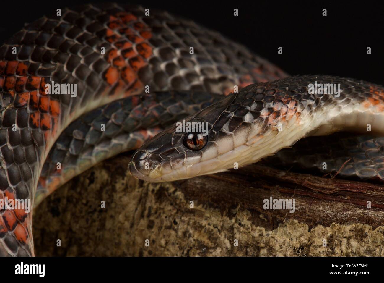 False coral snake (Oxyrhopus petola) Stock Photo