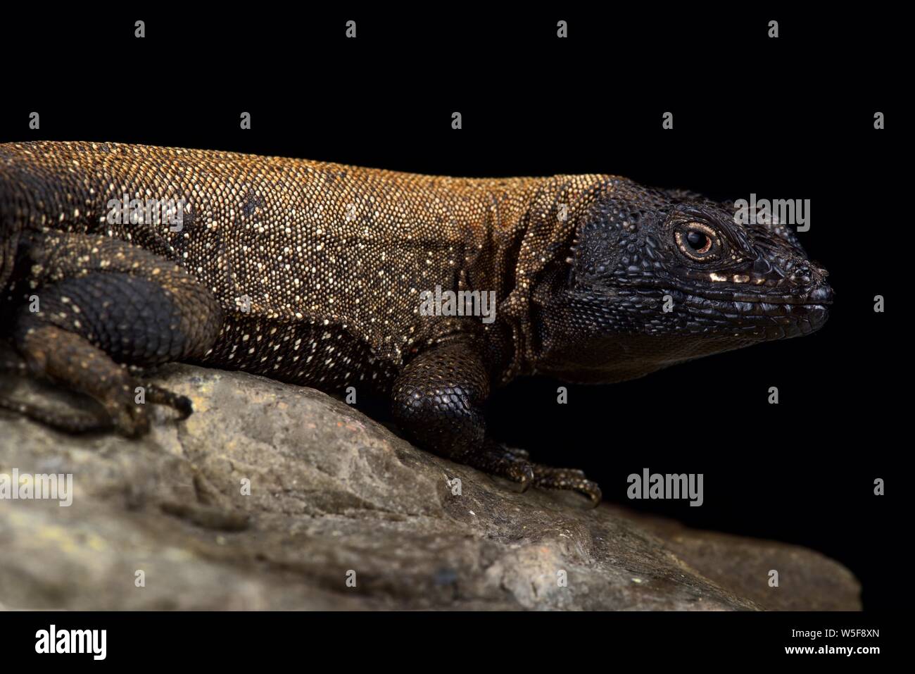 Dark Whorltail Iguana (Stenocercus melanopygus) Stock Photo