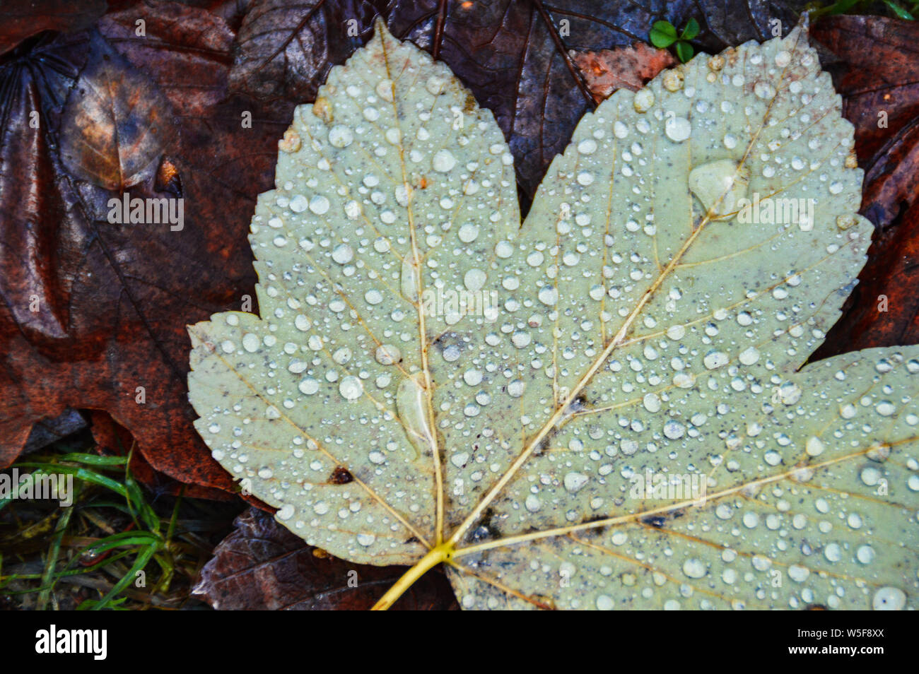morning dew caught on the fallen autumn leaves Stock Photo