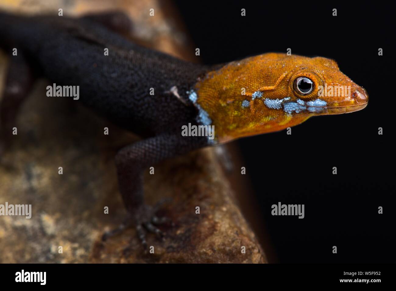 Yellow-headed Gecko (Gonatodes albogularis fuscus) Stock Photo