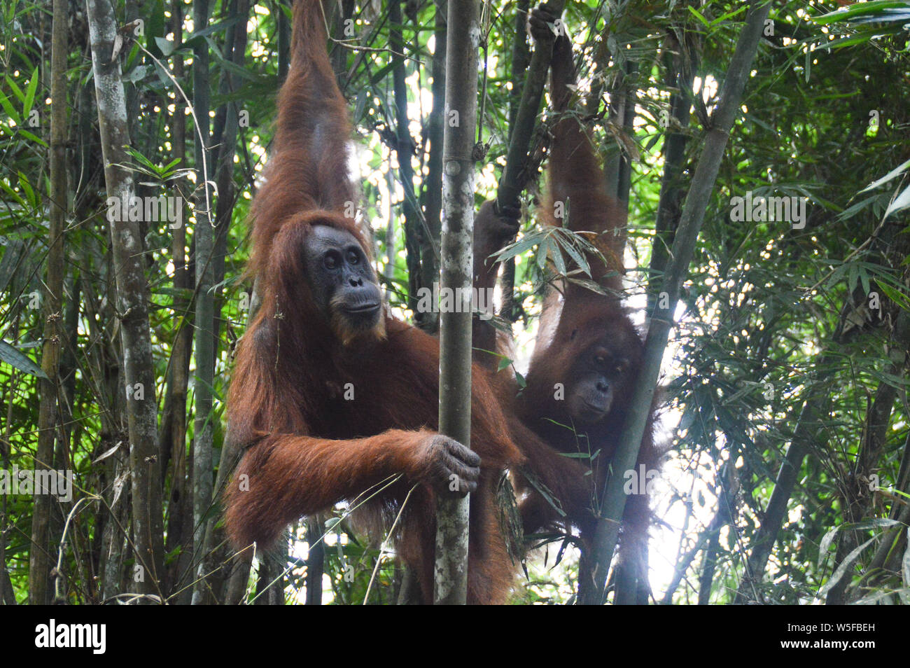 Wild North Sumatran Orangutans spotted during a jungle trekking in Gunung Leuser National Park in Bukit Lawang North Sumatra, Indonesia Stock Photo