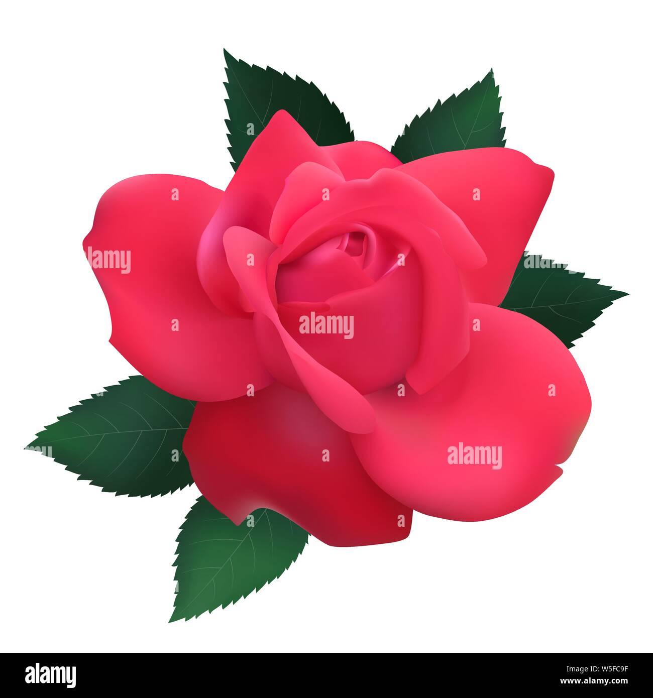 red rose isolated on white background. Vector illustration Stock Vector ...
