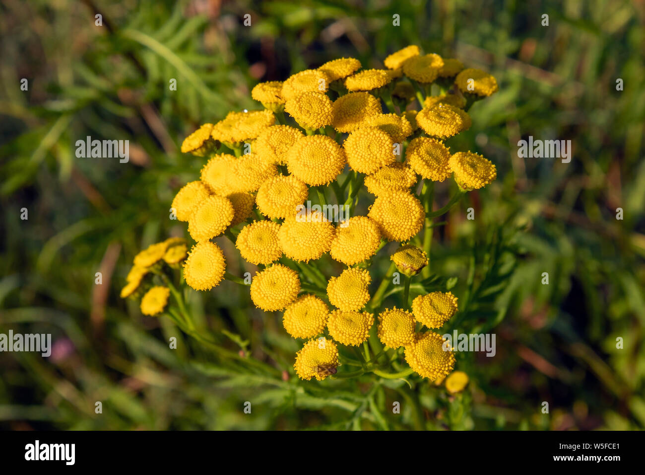 Tansy, Tanacetum vulgare flower Stock Photo