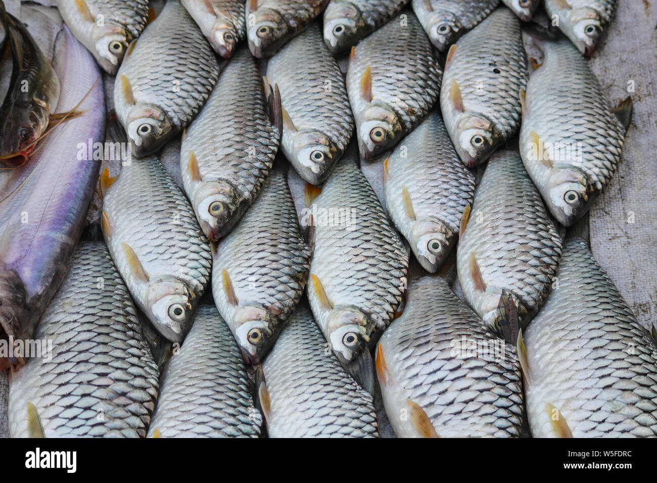 Fresh mekong river fishes sold in the Luang Prabang morning market in Laos which has become a tourist attraction Stock Photo
