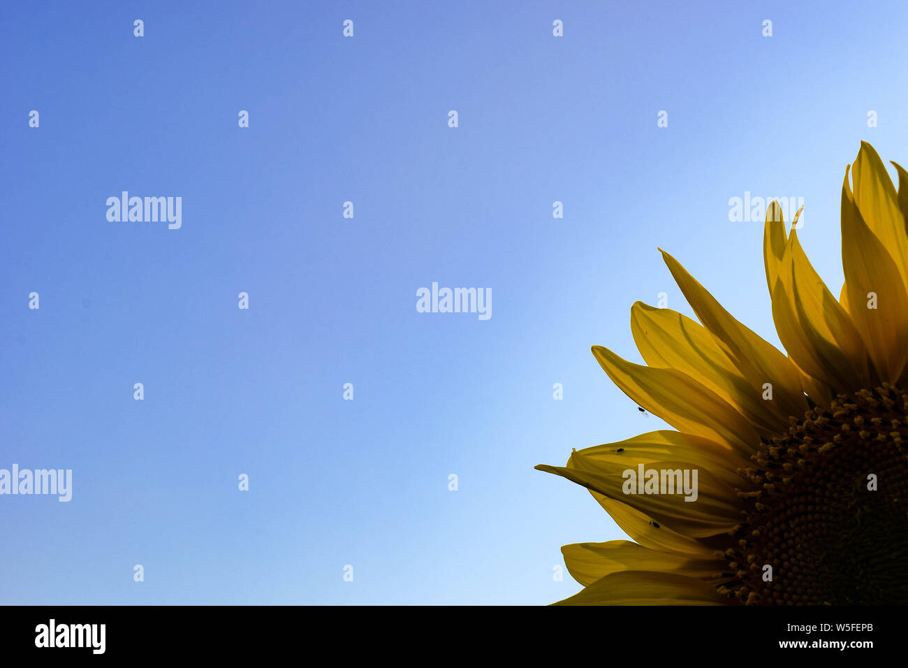 Part of a flower of sunflower against the blue sky Stock Photo - Alamy