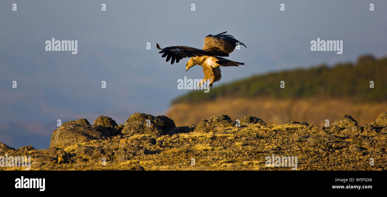 Montañas Simien, Etiopia, Africa Stock Photo Alamy