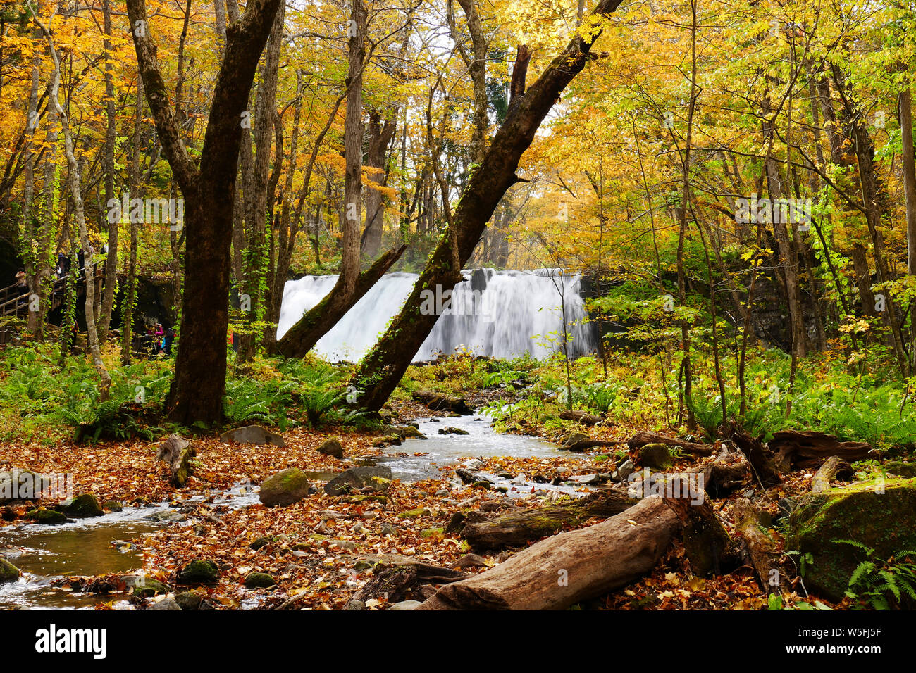 Beautiful view of Choshi waterfall surrounding with colorful autumn forest at Oirase walking trail in Towada Hachimantai National Park, Aomori, Japan Stock Photo