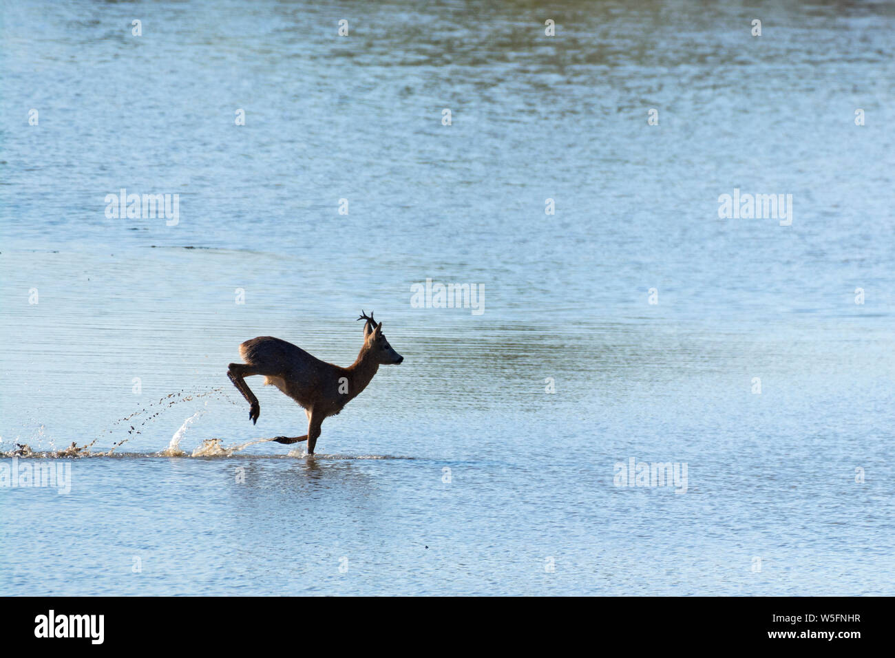 Italy, Friuli, Isonzo Estuary Regional Park, Isola della Cona Bird Sanctuary, wetland; European roe deer (Capreolus capreolus) Stock Photo