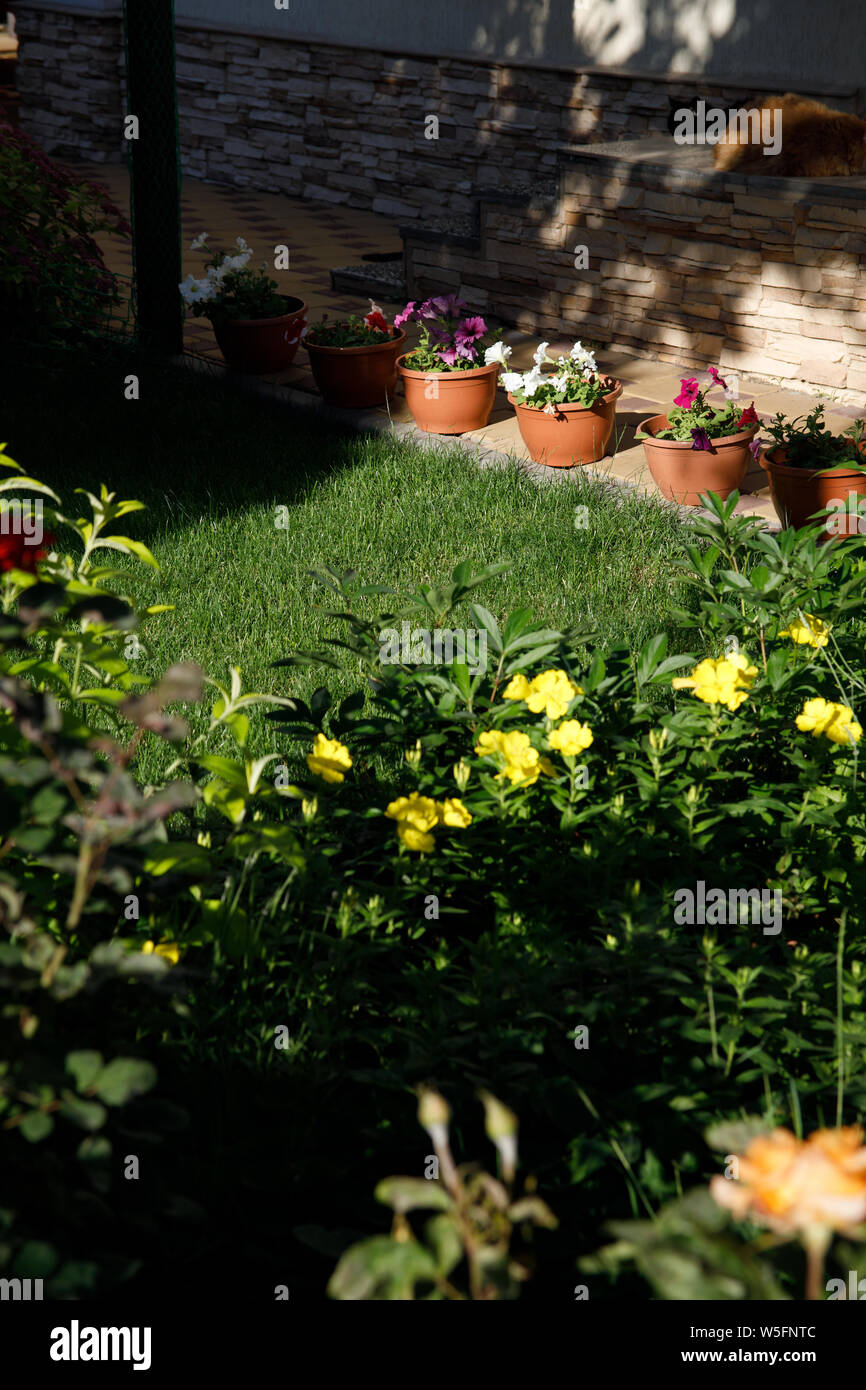 Pots with petunia flowers standing on the ground in home garden next to green grass lawn. Stock Photo